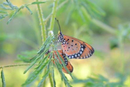Butterfly, Insect, Moths And Butterflies, Lycaenid