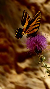 Butterfly, Moths And Butterflies, Insect, Brush Footed Butterfly