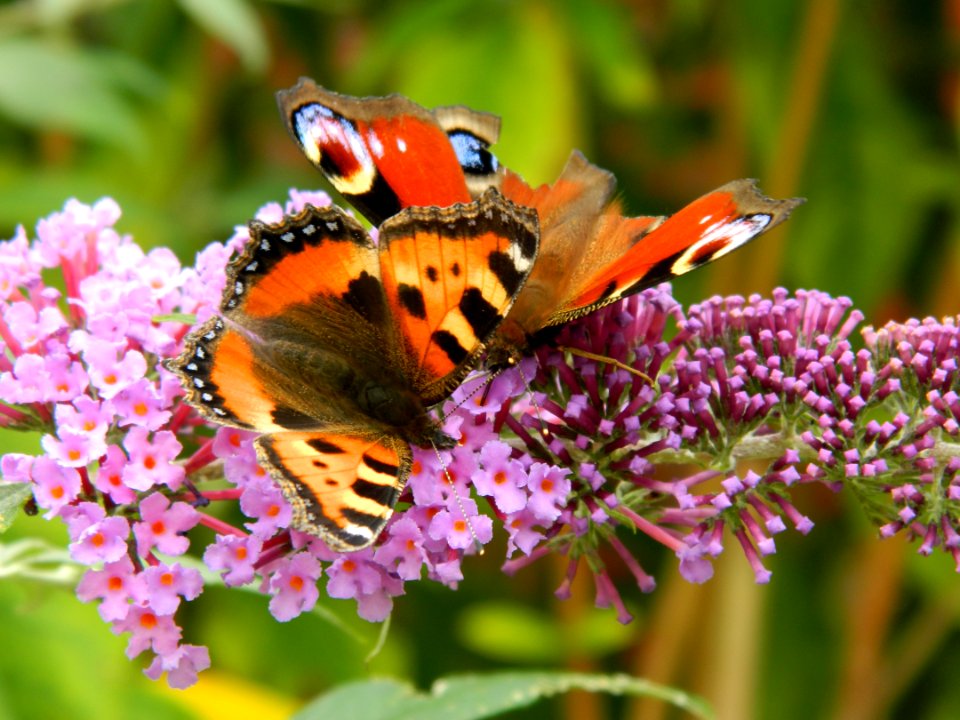 Butterfly, Insect, Moths And Butterflies, Nectar