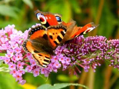Butterfly, Insect, Moths And Butterflies, Nectar photo