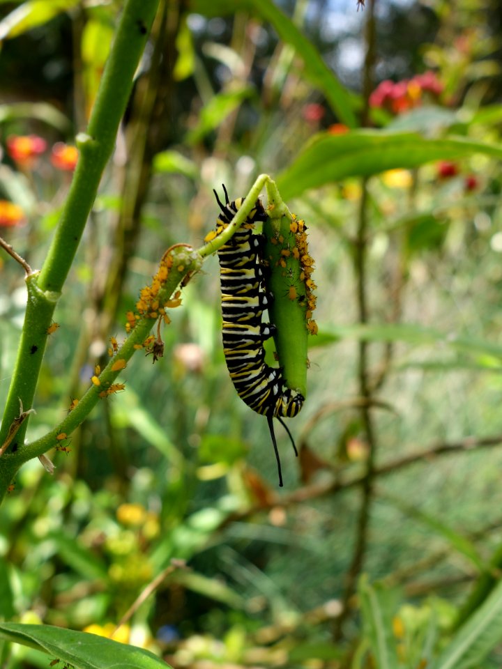 Insect, Flora, Invertebrate, Wildlife