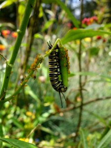 Insect, Flora, Invertebrate, Wildlife