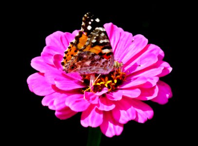 Flower, Butterfly, Moths And Butterflies, Insect