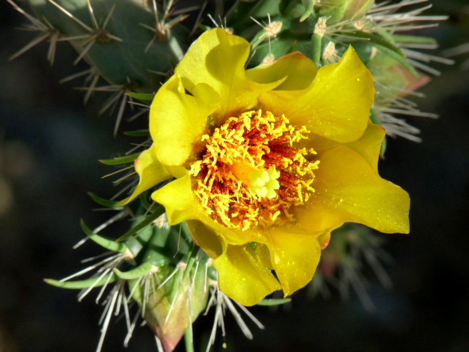 Yellow, Flowering Plant, Plant, Prickly Pear