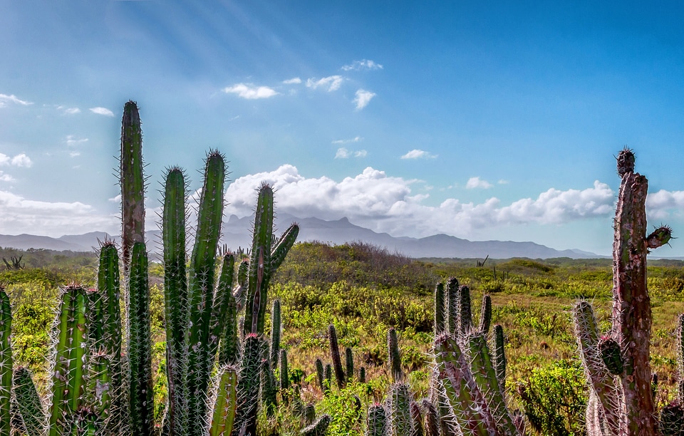 Cactus cacti mountains