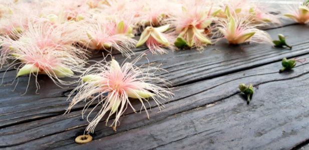 Flower, Plant, Flora, Flowering Plant