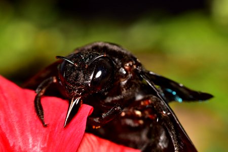 Insect, Invertebrate, Membrane Winged Insect, Bee