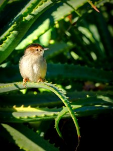 Bird, Fauna, Beak, Leaf photo