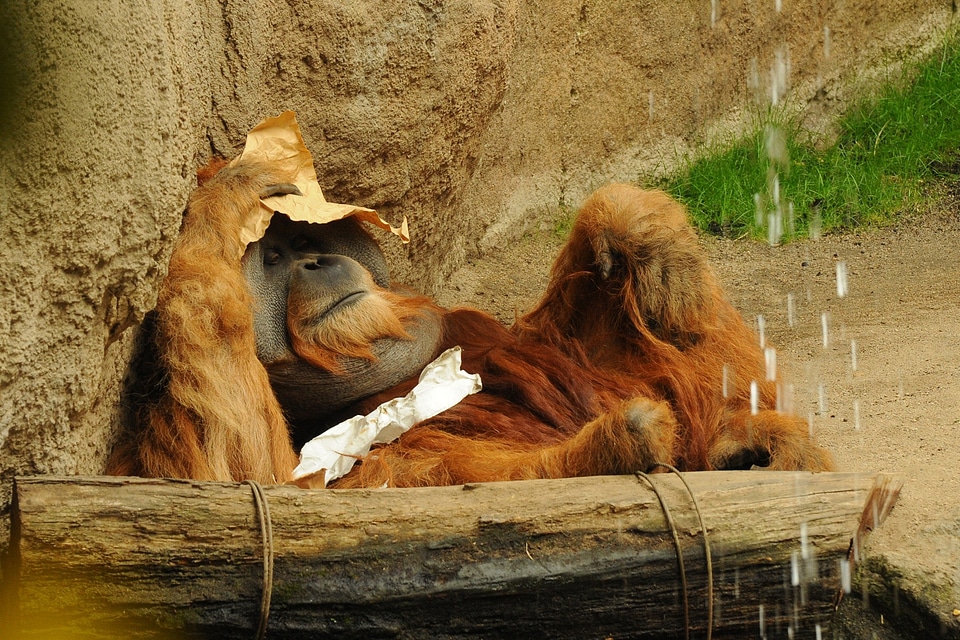 Zoo animal monkey photo