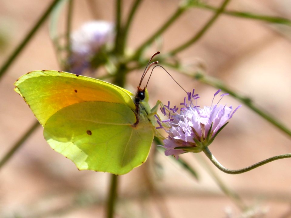 Butterfly, Insect, Moths And Butterflies, Brush Footed Butterfly