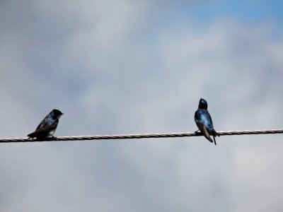 Bird, Sky, Fauna, Swallow