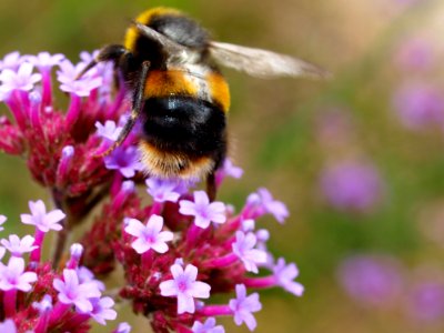 Bee, Bumblebee, Honey Bee, Nectar photo