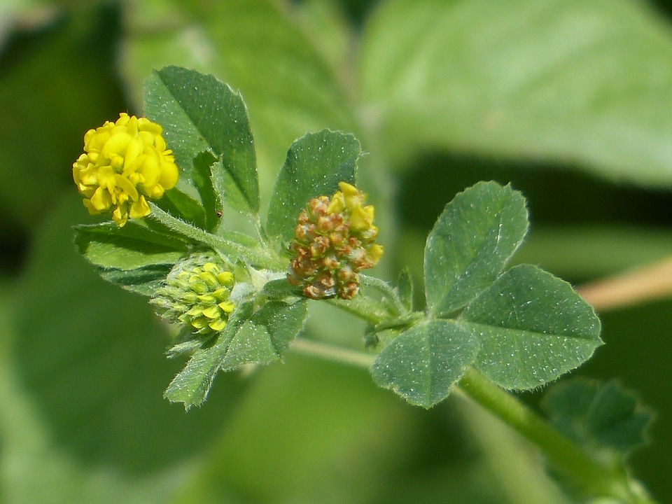 Bloom flower yellow