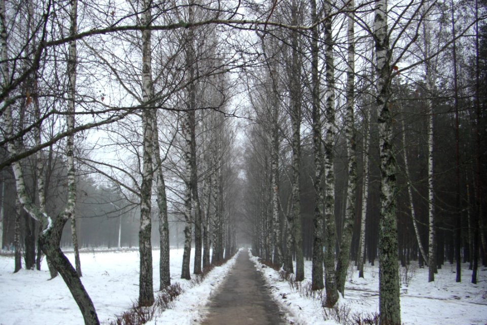 Snow, Winter, Tree, Woody Plant