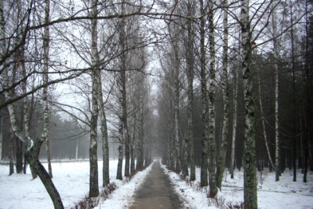 Snow, Winter, Tree, Woody Plant photo