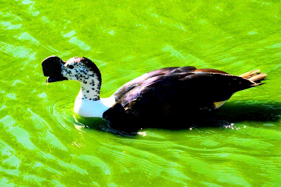 Duck, Bird, Water Bird, Water