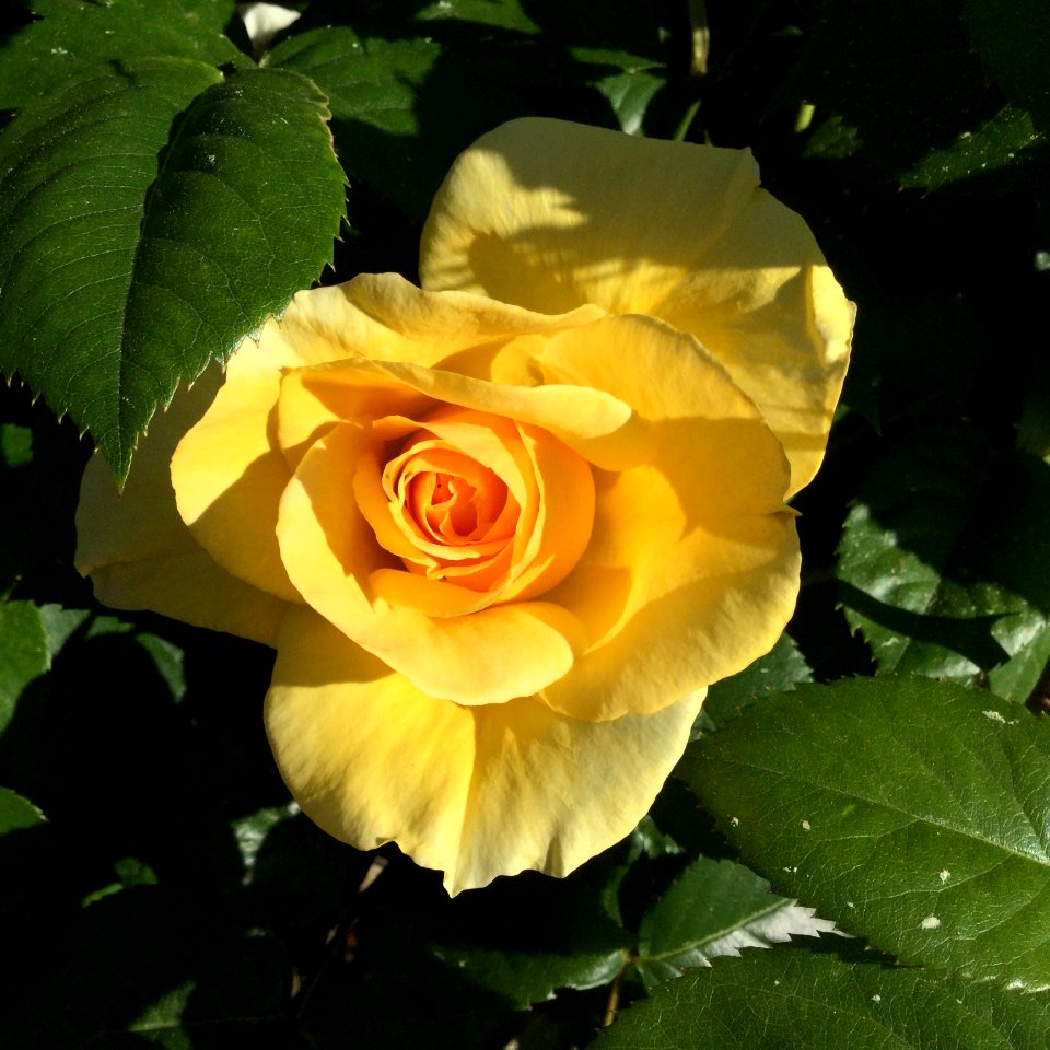 Flower, Rose, Rose Family, Yellow