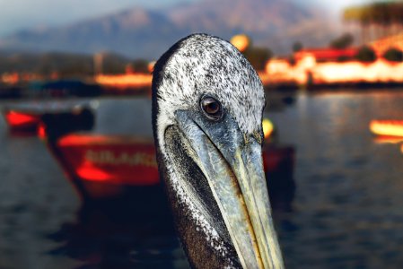 Beak, Pelican, Water, Bird photo