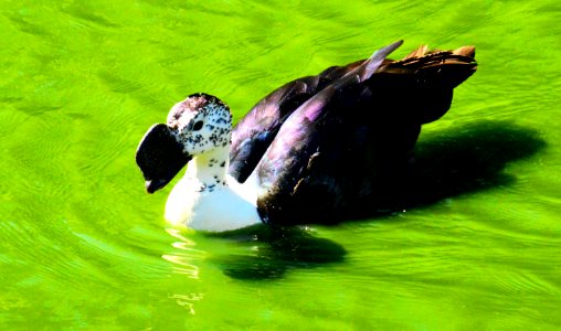 Fauna, Water, Water Bird, Beak photo