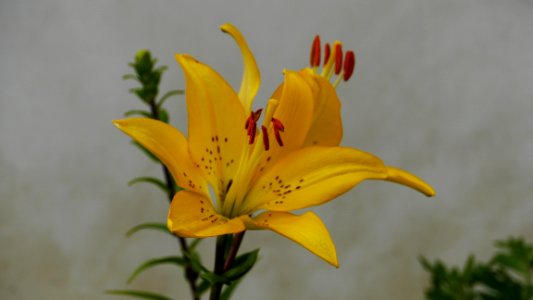 Flower, Plant, Yellow, Lily