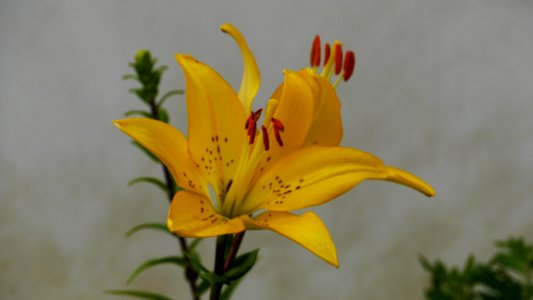 Flower, Plant, Yellow, Lily photo