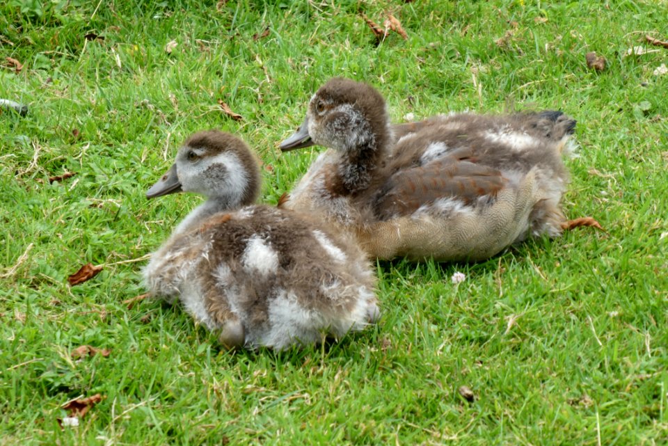 Bird, Fauna, Duck, Water Bird