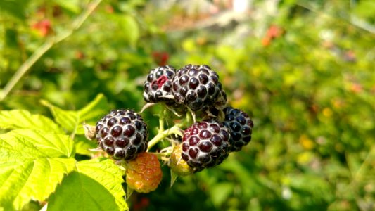 Berry, Blackberry, Raspberries Blackberries And Dewberries, Mulberry
