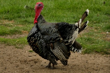 Domesticated Turkey, Wild Turkey, Galliformes, Turkey