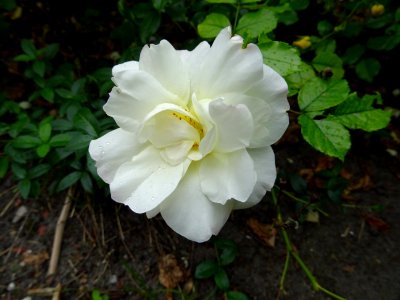 Flower, White, Plant, Rose Family photo