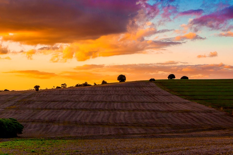 Sky, Field, Cloud, Dawn