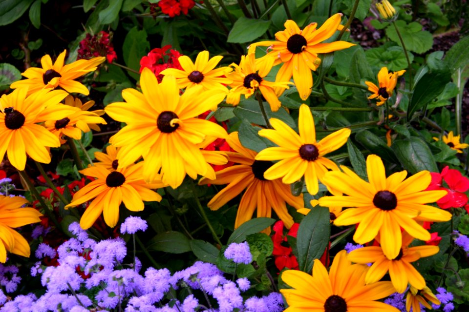 Flower, Plant, Wildflower, Annual Plant