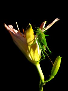 Flower, Flora, Plant, Plant Stem