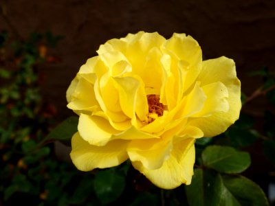 Flower, Rose Family, Yellow, Rose
