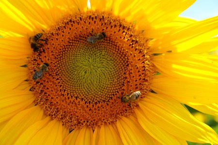 Sunflower, Flower, Yellow, Honey Bee photo