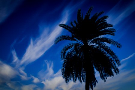 Sky, Cloud, Palm Tree, Arecales photo