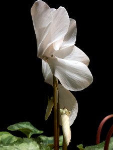 Flower, Plant, White, Flowering Plant