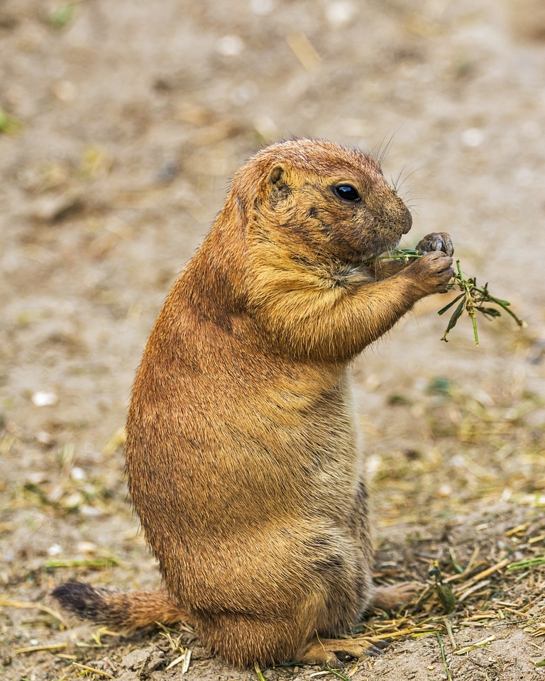 Rodent animals cynomys