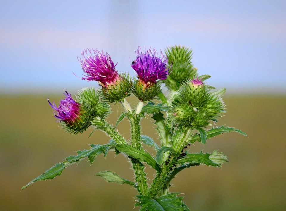 Silybum, Plant, Thistle, Flower