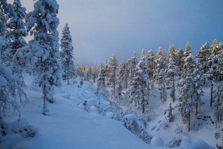 Snow, Winter, Nature, Tree