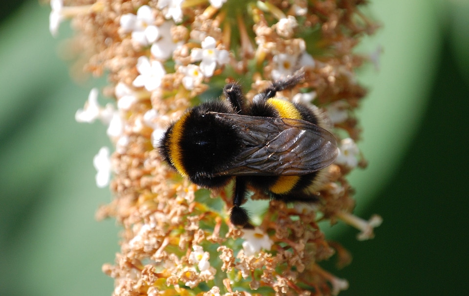 Insect macro buddleia