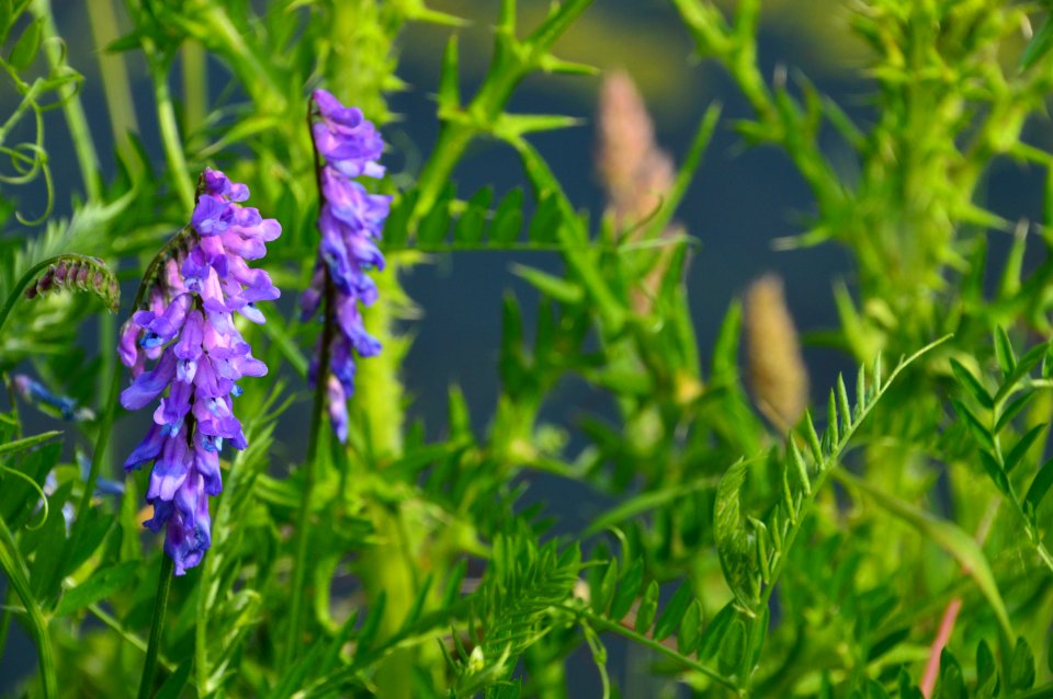Plant, Hyssopus, Grass, Lupin