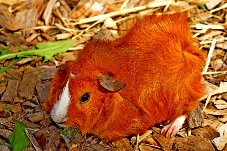 Fauna, Guinea Pig, Rodent, Snout