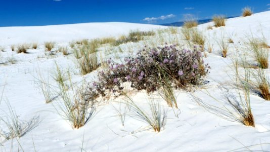 Ecosystem, Winter, Snow, Freezing