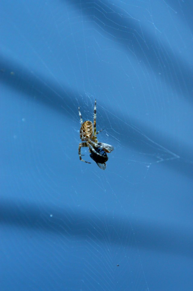 Spider, Arachnid, Invertebrate, Arthropod