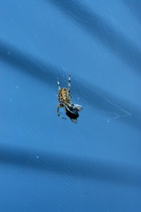 Spider, Arachnid, Invertebrate, Arthropod