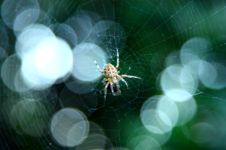 Nature, Invertebrate, Spider Web, Macro Photography photo
