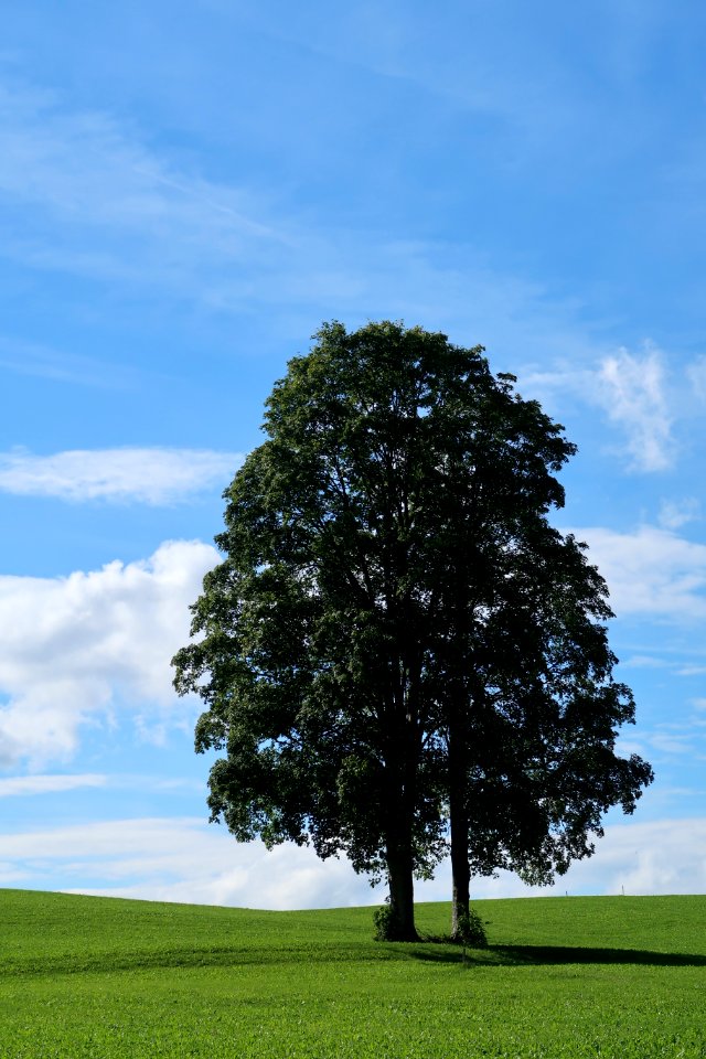 Tree, Sky, Woody Plant, Field