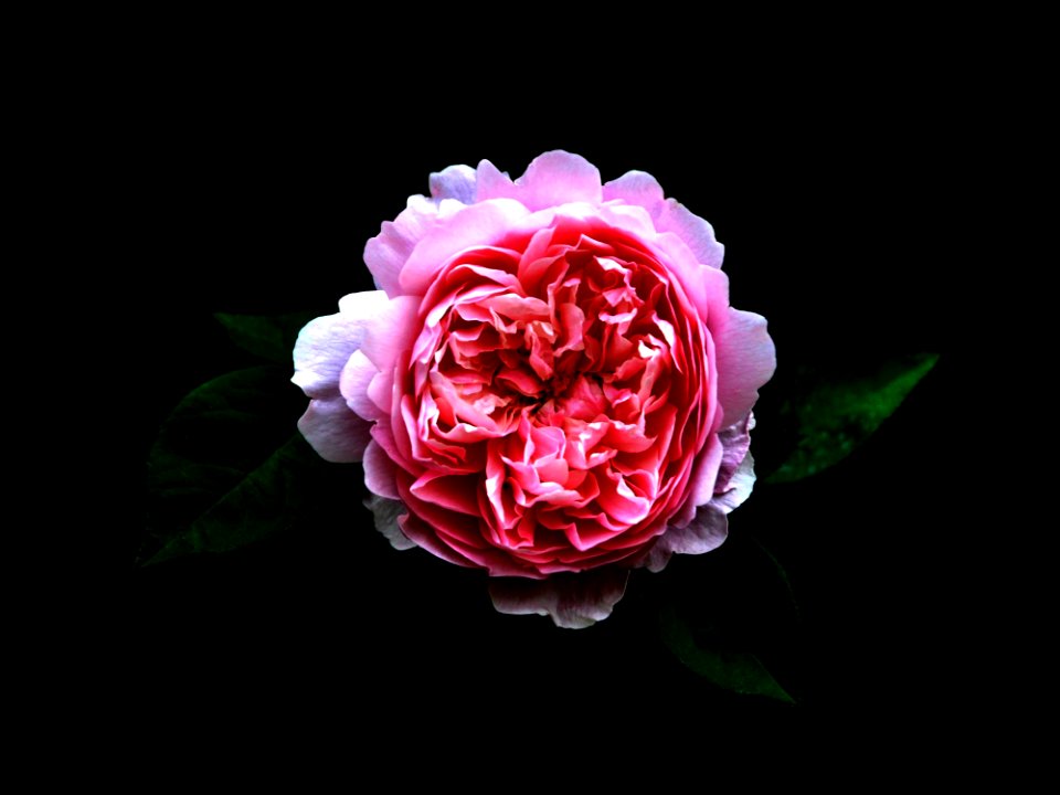 Flower, Rose, Pink, Rose Family