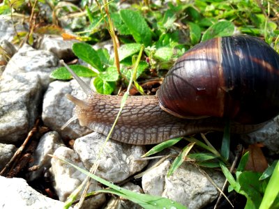 Snails And Slugs, Terrestrial Animal, Snail, Invertebrate