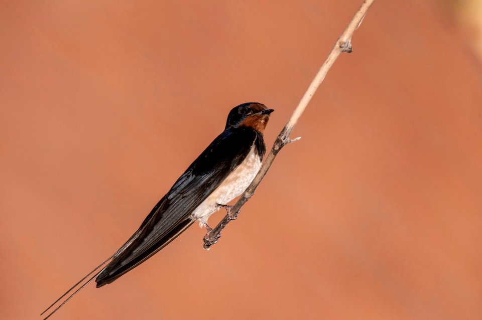 Bird, Fauna, Beak, Swallow